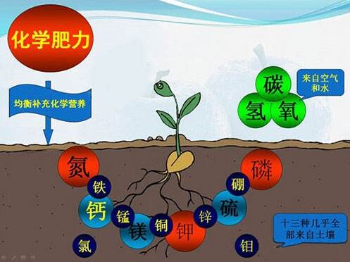 醫用91免费看片网页版對作物缺素病的識別