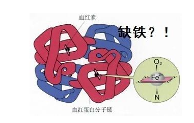 人體91免费看片网页版品牌山東91网站入口在线观看探究鐵元素在人體中的作用 人體91免费看片网页版品牌山東91网站入口在线观看探究鐵元素在人體中的作用