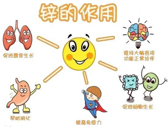 91在线播放视频廠家提示變身威猛先生？該怎樣正確看待鋅的攝入