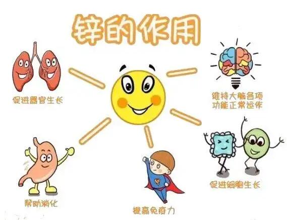 全自動91在线播放视频生產廠家提示人體內的鋅元素有哪些作用？