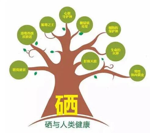 鈣鐵鋅硒檢測儀廠家提示什麽叫有機硒和無機硒？科學補硒看看吧