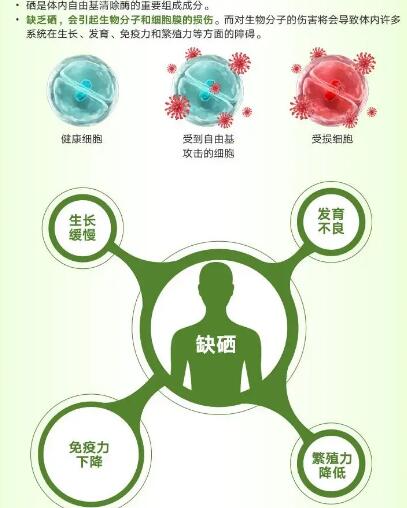 醫用91免费看片网页版廠家提醒關愛男性健康，硒元素也不能少！